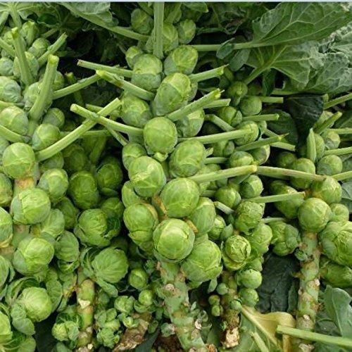 Nema organic brussels sprouts seeds